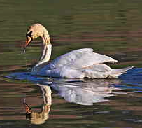 swanw